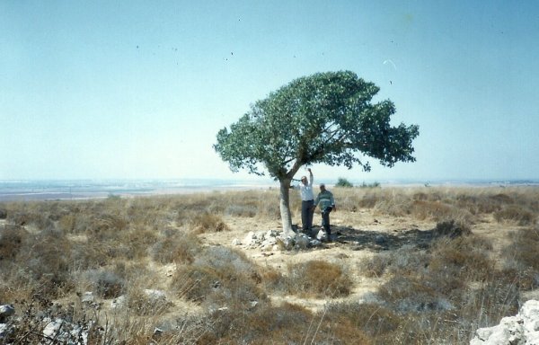 صور لشجرة الجميزة على جبل الرايه -ذيب القواسمي والحج عبد ربه