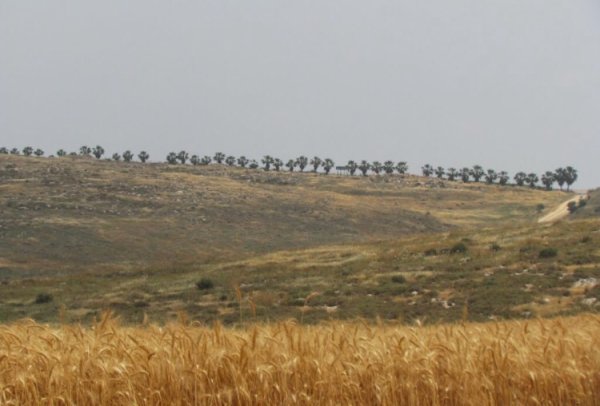 من اراضي قرية بركوسيا