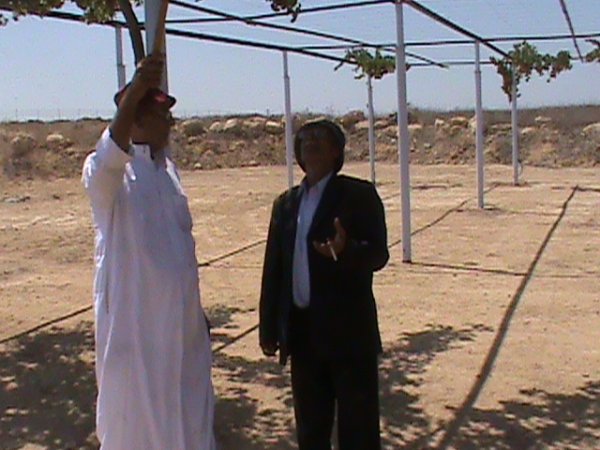 الحاج ابو فؤاد والحاج ابو ياسر  يقطفا العنب ثانية بعد ٦١ عاماً من ارض الراية و بالتحديد ارض تعود لعمة الحاج محمد مسلم القواسمي