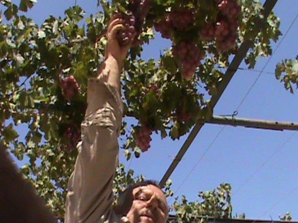 د. فؤاد مسلم القواسمي يقطف العنب من ارض الراية و بالتحديد ارض تعود لجدة الحاج محمد مسلم القواسمي