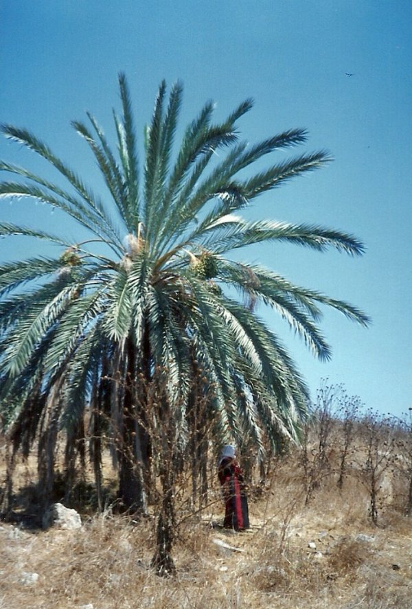 نخلة جابر وتظهر ام عزمي خشان في الصورة