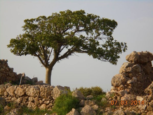 اثار في قرية بركوسيا
