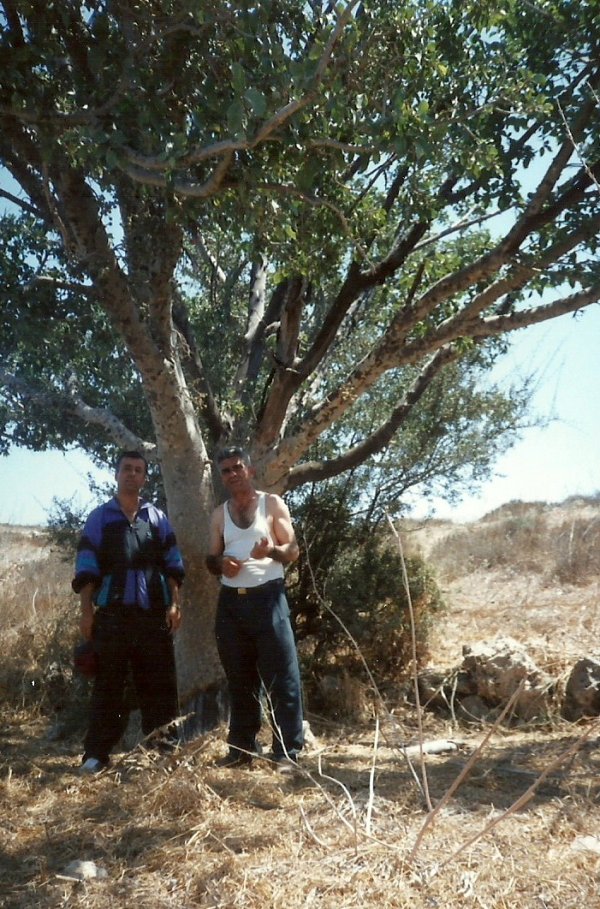 شجرة الجميزه ويظهر تحتها عبد الفتاح القواسمي وذيب القواسمي