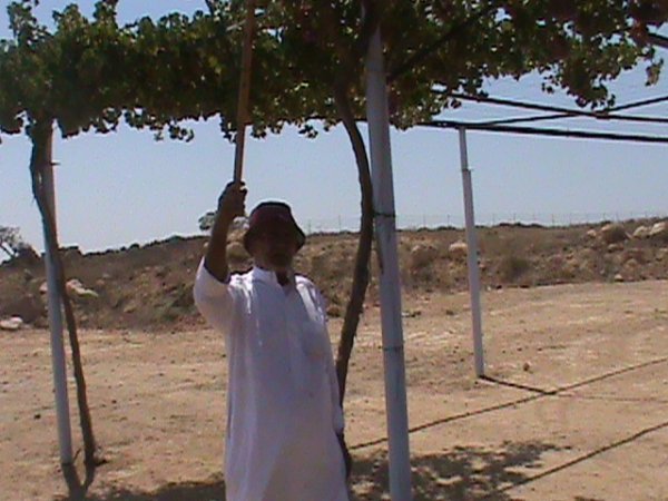 ًالحاج ابو فؤاد مسلم القواسمي يقطف العنب ثانية بعد ٦١ عاماً من ارض الراية و بالتحديد ارض تعود لعمة الحاج محمد مسلم القواسمي