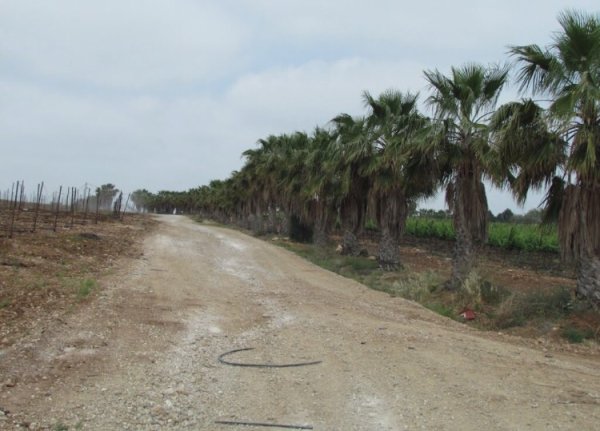 من اراضي قرية بركوسيا