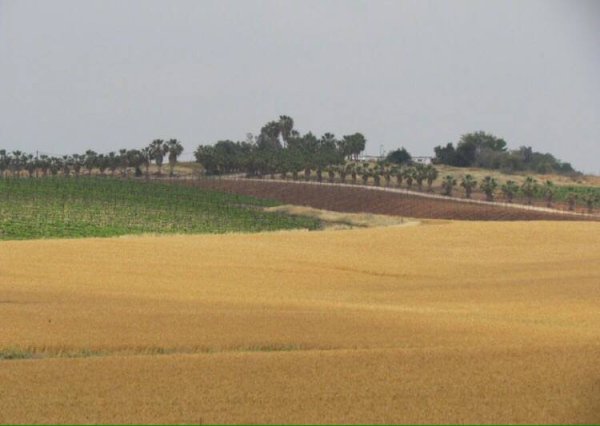 قرية بركوسيا