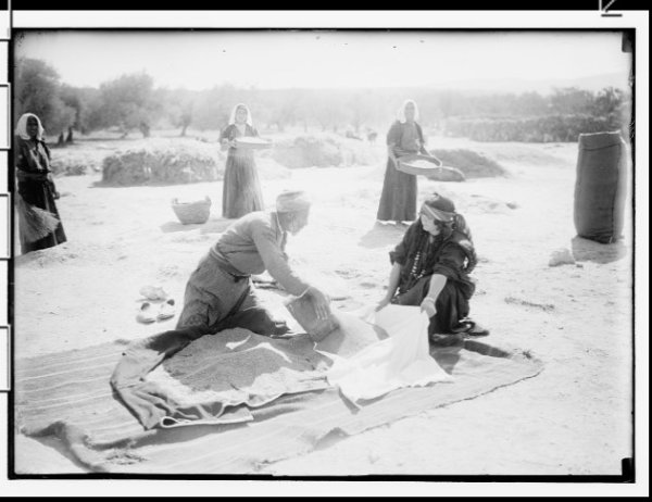 موسم الحصاد في القرية