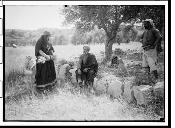 موسم الحصاد في القرية