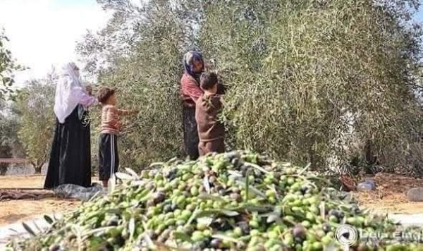  | موسوعة القرى الفلسطينية