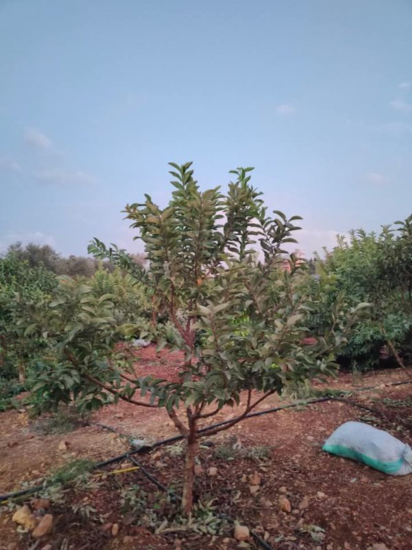  | موسوعة القرى الفلسطينية