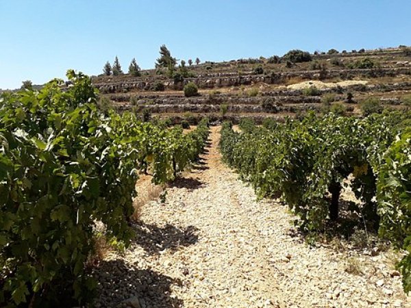 | موسوعة القرى الفلسطينية  | موسوعة القرى الفلسطينية