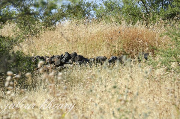  | موسوعة القرى الفلسطينية