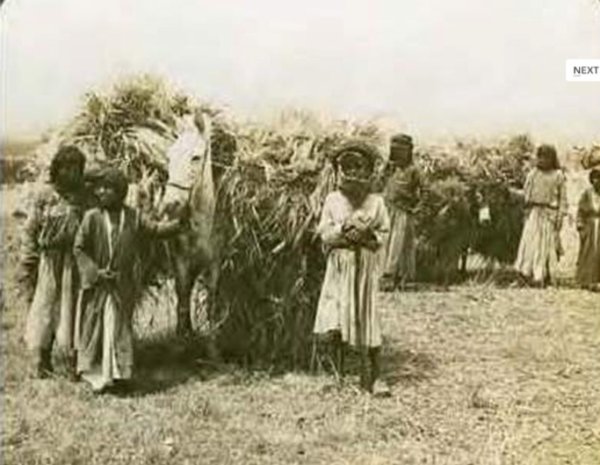 صورة لقرية زرعين قبل النكبة صورة لقرية زرعين قبل النكبة
