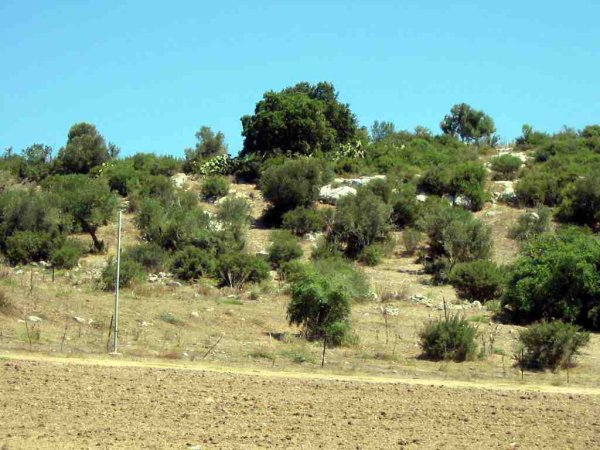 صور من موقع قرية عين المنسي المهجرة، نقلاً عن موقع فلسطين في الذاكرة