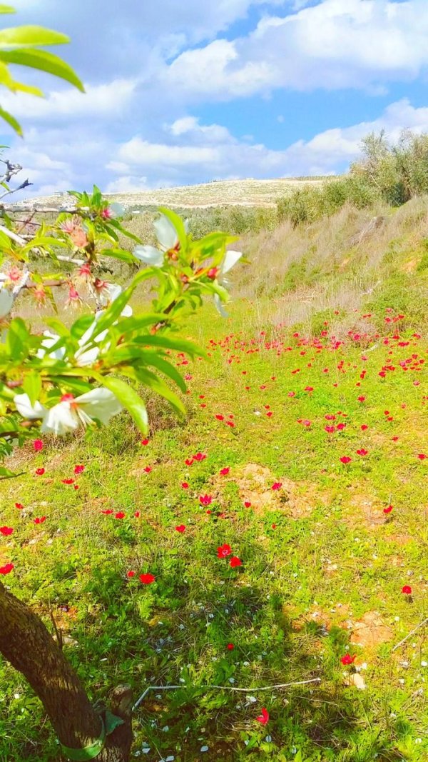 | موسوعة القرى الفلسطينية  | موسوعة القرى الفلسطينية