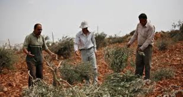 | موسوعة القرى الفلسطينية  | موسوعة القرى الفلسطينية