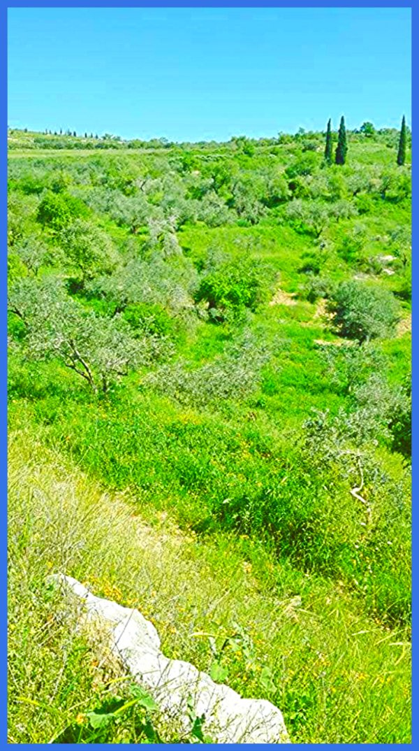 | موسوعة القرى الفلسطينية  | موسوعة القرى الفلسطينية