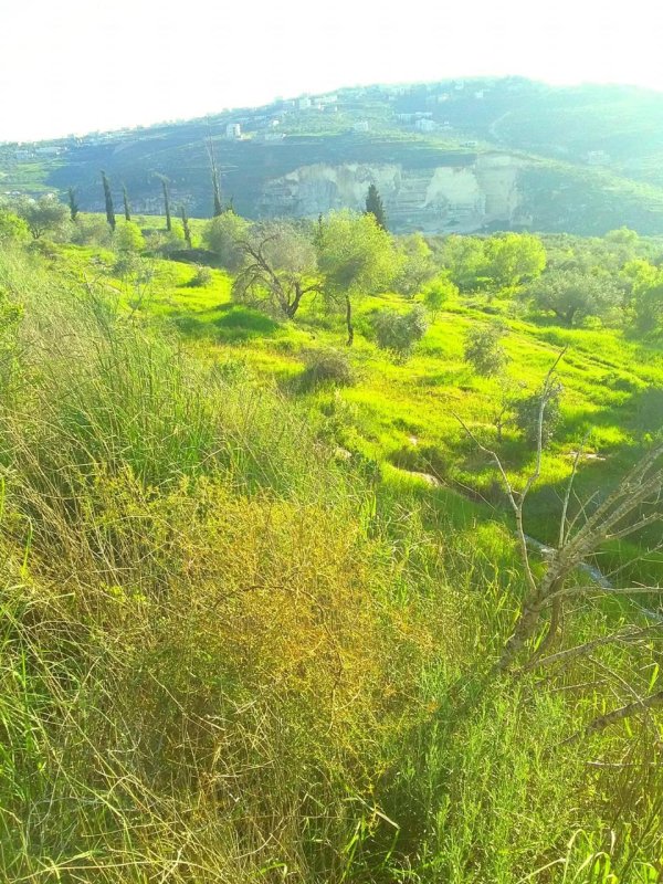 | موسوعة القرى الفلسطينية  | موسوعة القرى الفلسطينية