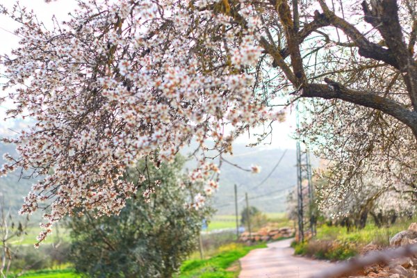 قريه سالم / نابلس تصوير صلاح جبور