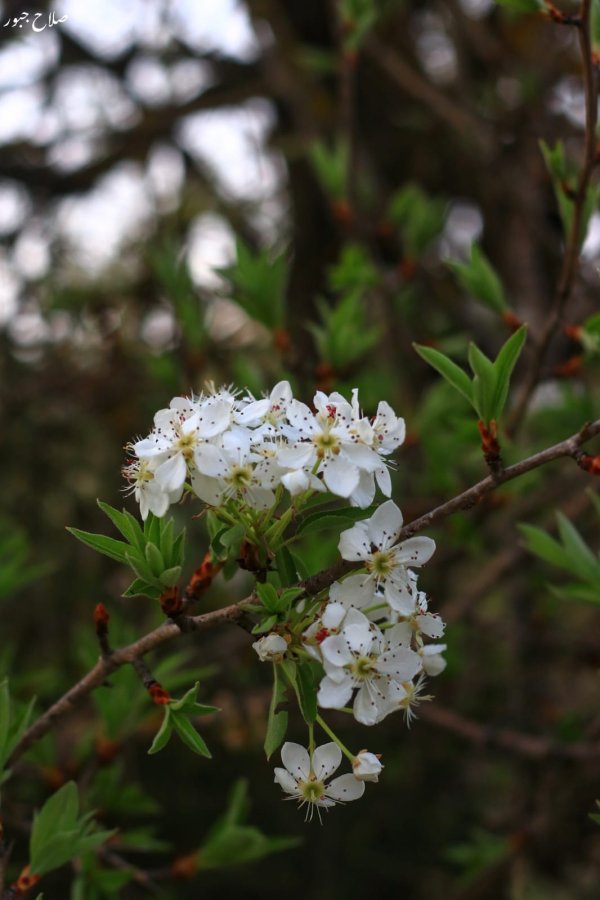 قريه سالم / نابلس تصوير صلاح جبور