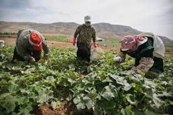 | موسوعة القرى الفلسطينية  | موسوعة القرى الفلسطينية