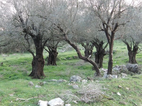 | موسوعة القرى الفلسطينية  | موسوعة القرى الفلسطينية