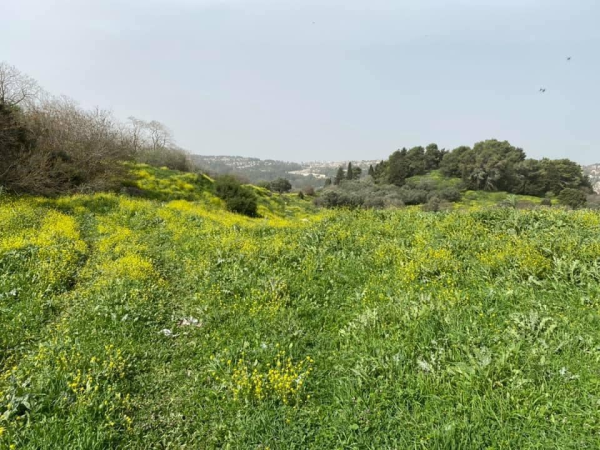 | موسوعة القرى الفلسطينية  | موسوعة القرى الفلسطينية