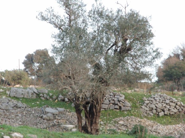 | موسوعة القرى الفلسطينية  | موسوعة القرى الفلسطينية