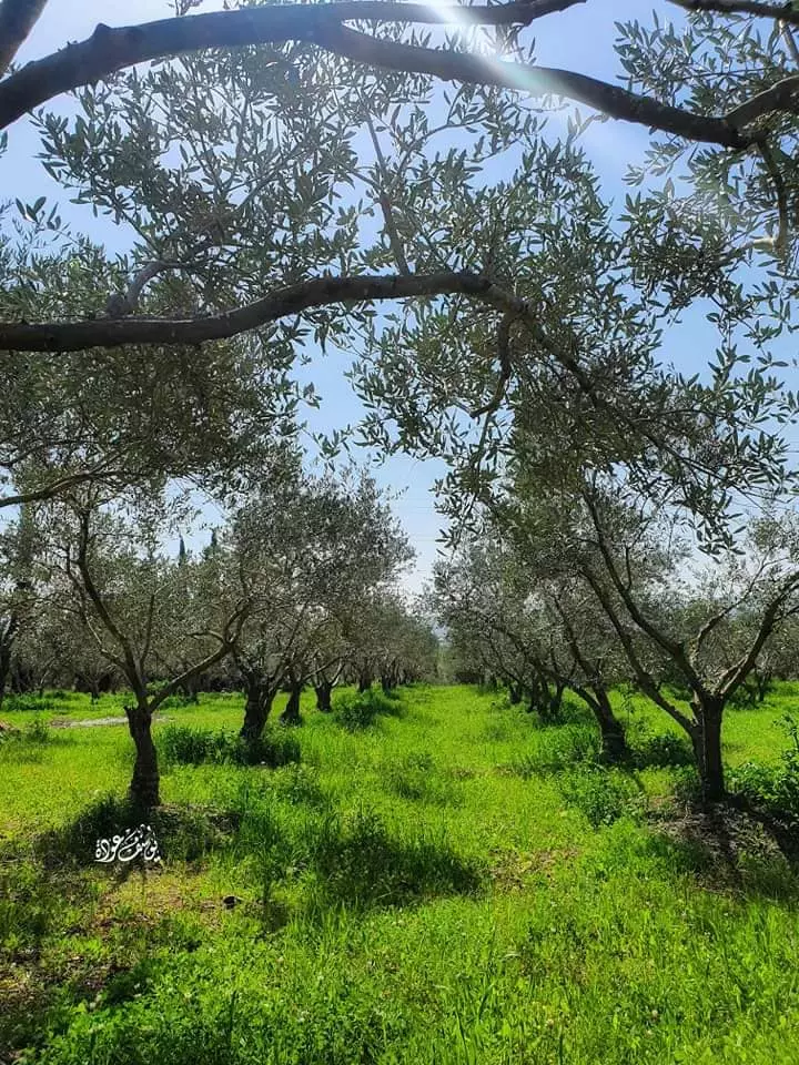  | موسوعة القرى الفلسطينية