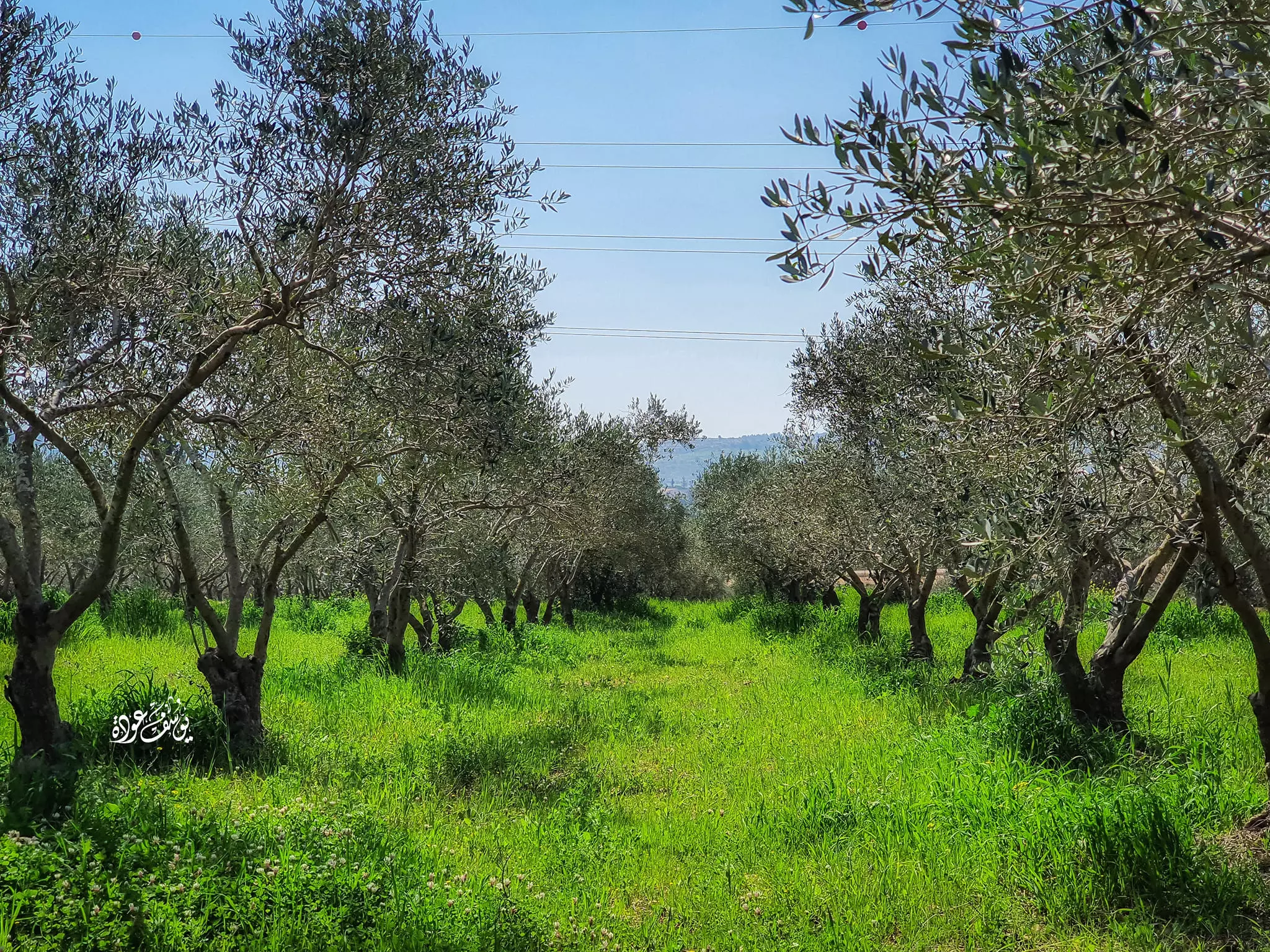  | موسوعة القرى الفلسطينية