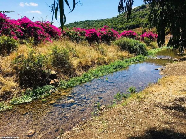 | موسوعة القرى الفلسطينية  | موسوعة القرى الفلسطينية