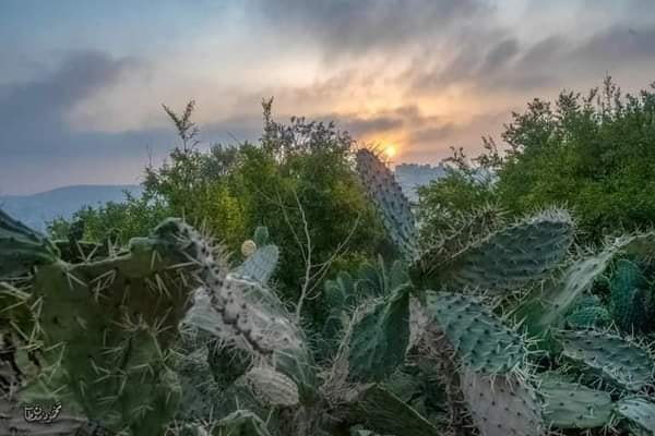  | موسوعة القرى الفلسطينية