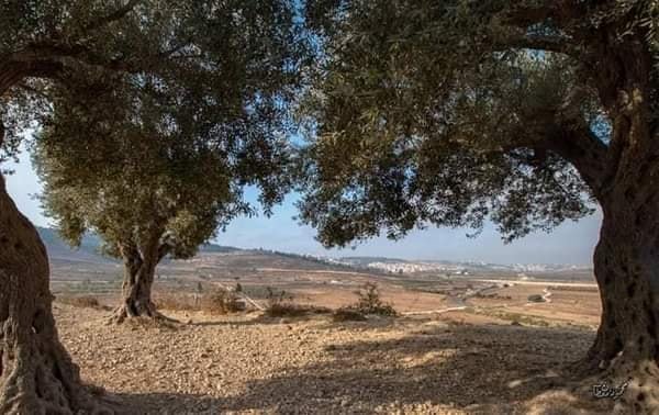  | موسوعة القرى الفلسطينية