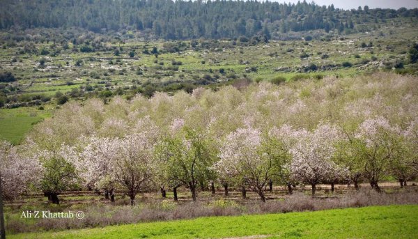  | موسوعة القرى الفلسطينية