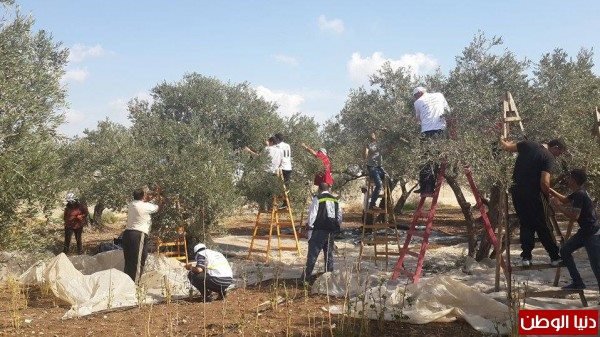 | موسوعة القرى الفلسطينية  | موسوعة القرى الفلسطينية