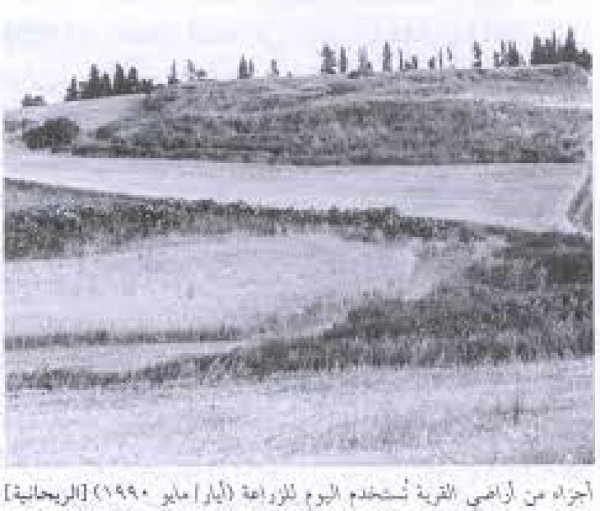 قري الريحانية قري الريحانية
