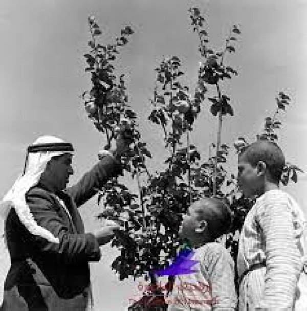  | موسوعة القرى الفلسطينية