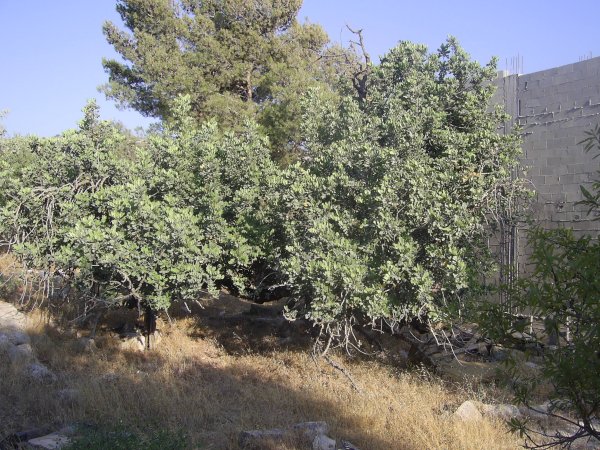 | موسوعة القرى الفلسطينية  | موسوعة القرى الفلسطينية