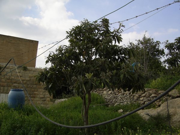 | موسوعة القرى الفلسطينية  | موسوعة القرى الفلسطينية