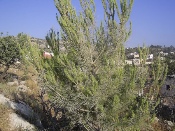 | موسوعة القرى الفلسطينية  | موسوعة القرى الفلسطينية